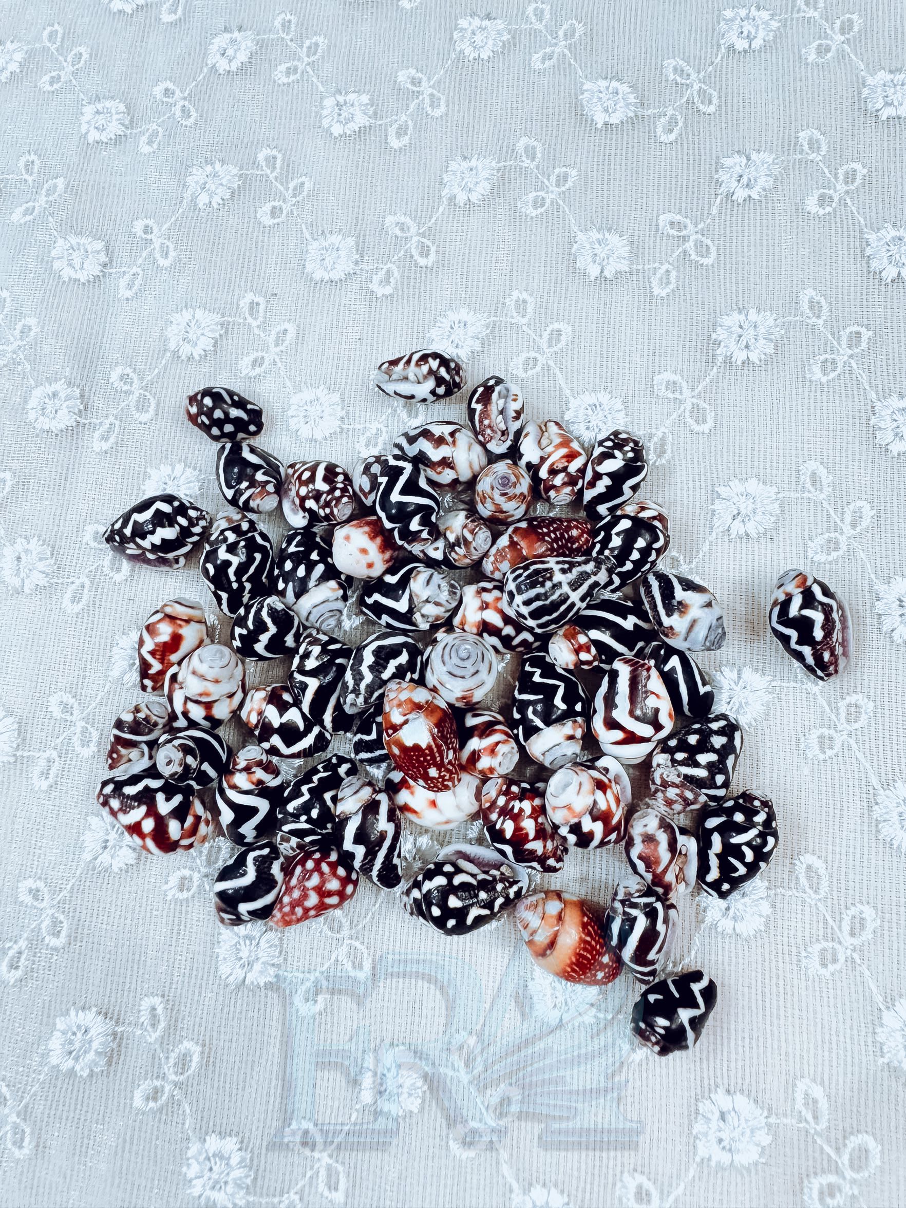 Vỏ Ốc 00032 100g